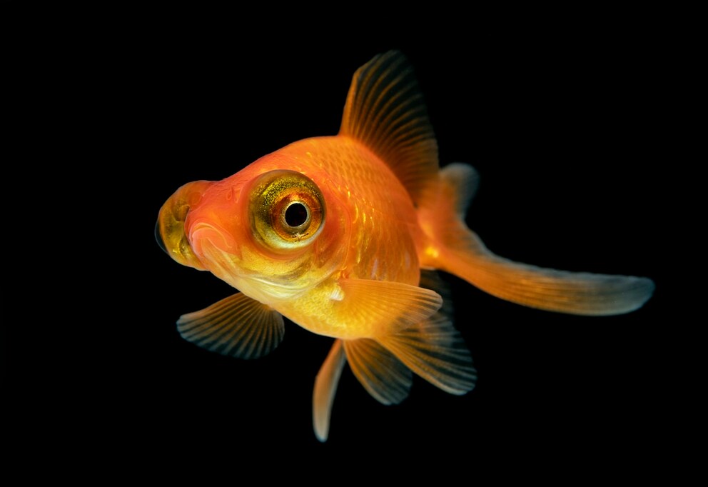 Telescope eye goldfish