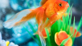Goldfisch