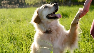Sitz, Platz und Bleib? Diese Grundkommandos braucht Ihr Hund wirklich