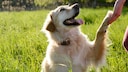 Sitz, Platz und Bleib? Diese Grundkommandos braucht Ihr Hund wirklich