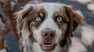 Hund schaut in die Kamera