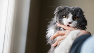 Eine Katze beißt in den Finger eines Menschen