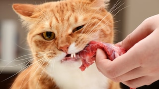 Katze kaut auf rohem Stück Fleisch