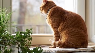 Orange Katze sitzt am Fenster