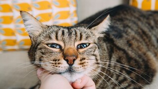Katze schaut in die Kamera