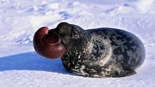 Male Hooded Seal, Cystophora cristata, extruding septum into large balloon to either impress or intimidate rivals