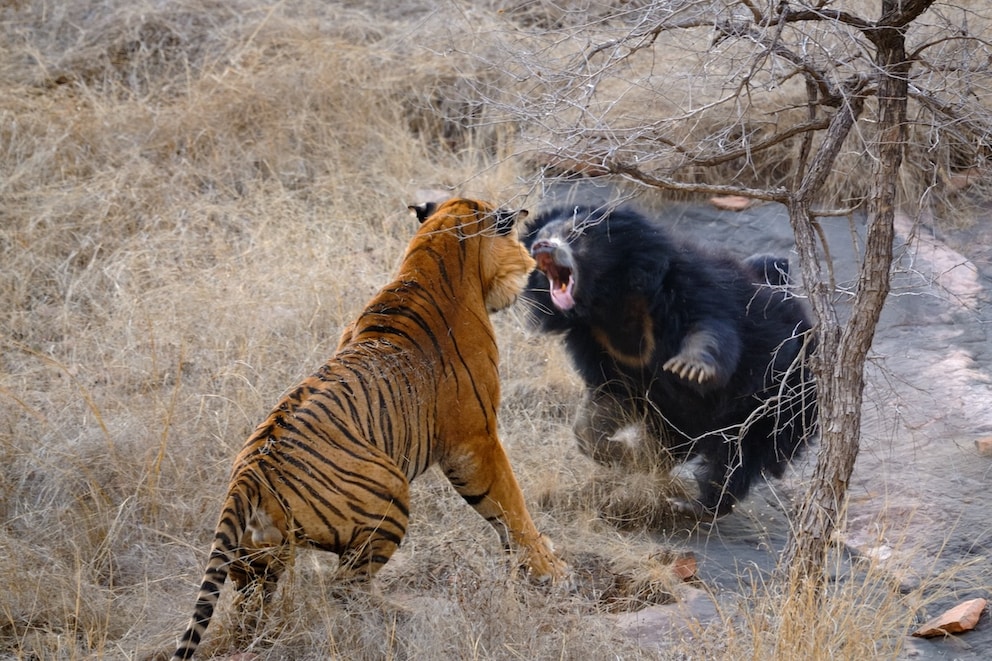Siberian tiger fighting bear
