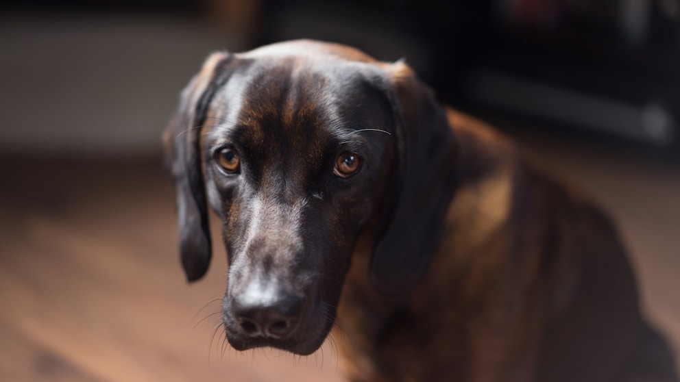 Labrador schaut traurig
