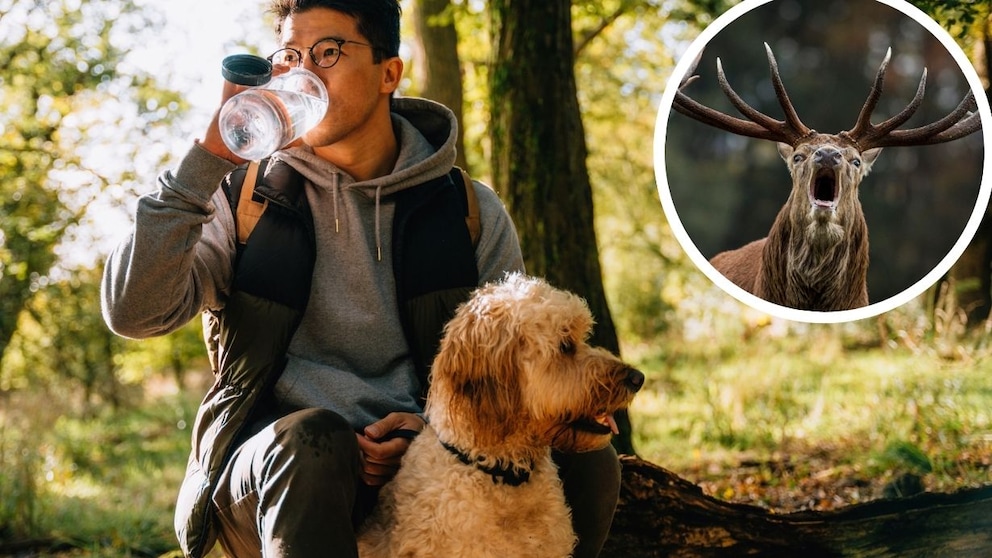 Während der Brunftzeit sollten Hundehalter auf einige Dinge besonders achten, rät PETBOOK-Autorin und Hundetrainerin Katharina Marioth