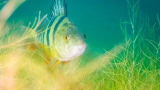 Fisch im See