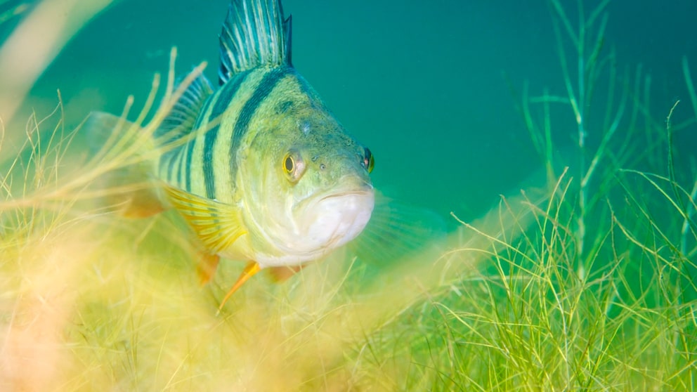 Fisch im See