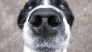 Hund nah an der Kamera