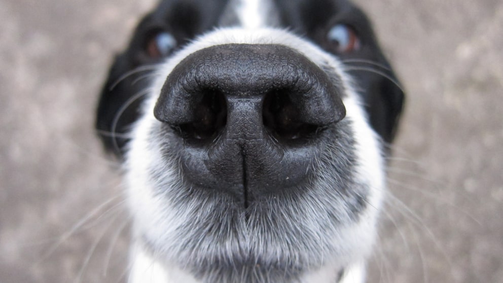Hund nah an der Kamera