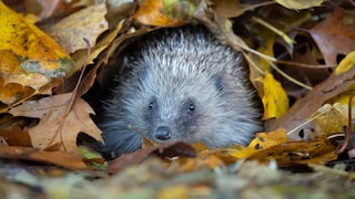 Wie kann ich einem verletzten Igel im Garten helfen?