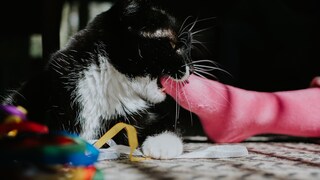 Katze beißt in pinken Socken, welche am Fuß ist