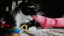 Katze bei&szlig;t in pinken Socken, welche am Fu&szlig; ist