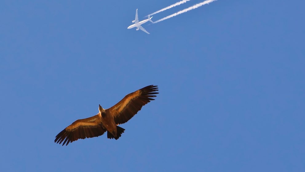 Einige Vögel fliegen kilometerweit durch die Lüfte, aber wie hoch fliegt der höchste?