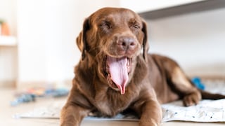 Labrador gähnt