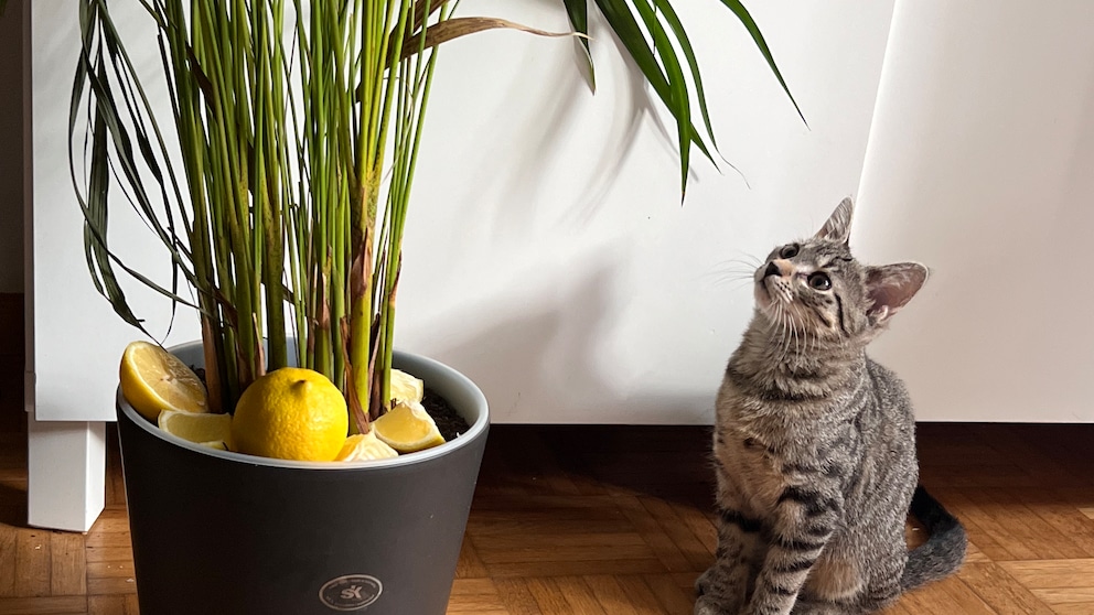 Redaktionskitten Ivy schaut Pflanze an