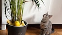 Redaktionskitten Ivy schaut Pflanze an