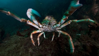 Die Japanische Riesenkrabbe wird auch als Riesenseespinne bezeichnet – woran liegt das?