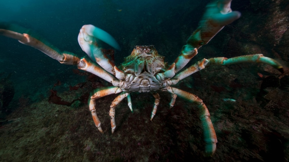 Die Japanische Riesenkrabbe wird auch als Riesenseespinne bezeichnet – woran liegt das?
