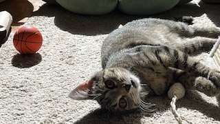Ob eine Katze Langeweile hat, lässt sich vor allem aus dem Gesamtbild des Tieres schließen. So auch bei Ivy, der Katze von PETBOOK-Autorin Emily Reimann