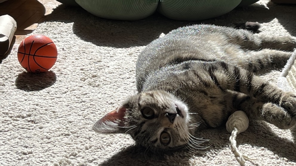 Ob eine Katze Langeweile hat, lässt sich vor allem aus dem Gesamtbild des Tieres schließen. So auch bei Ivy, der Katze von PETBOOK-Autorin Emily Reimann