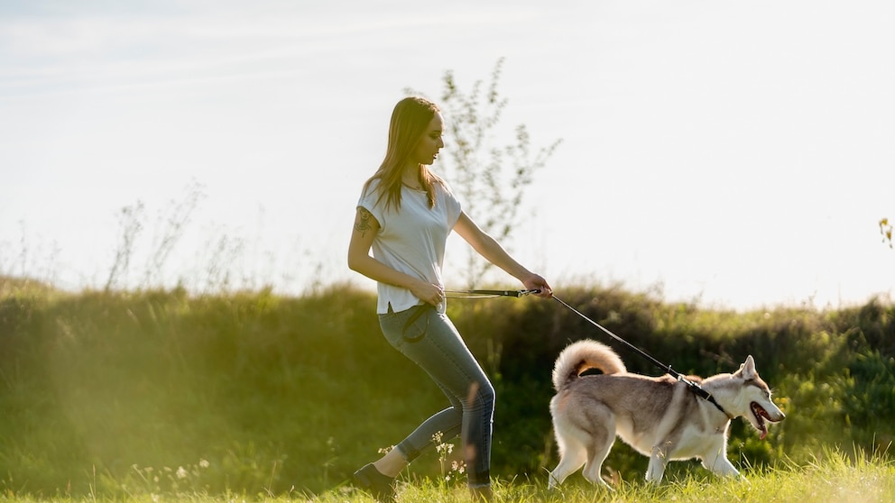 Hund zerrt an Leine