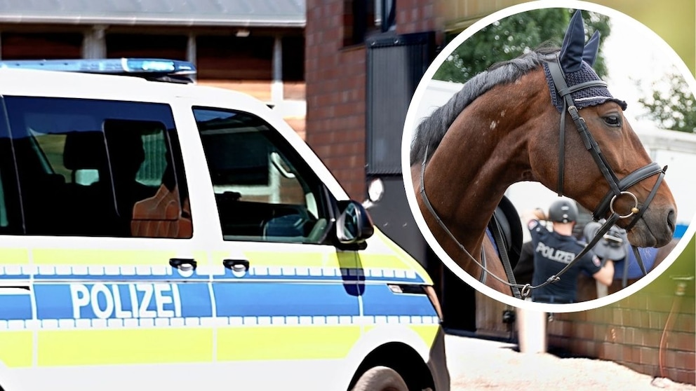 Polizeipferd Rabauke