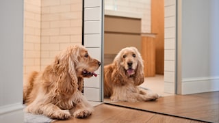 Ob Hunde sich im Spiegel erkennen können, untersucht der sogenannte Spiegeltest