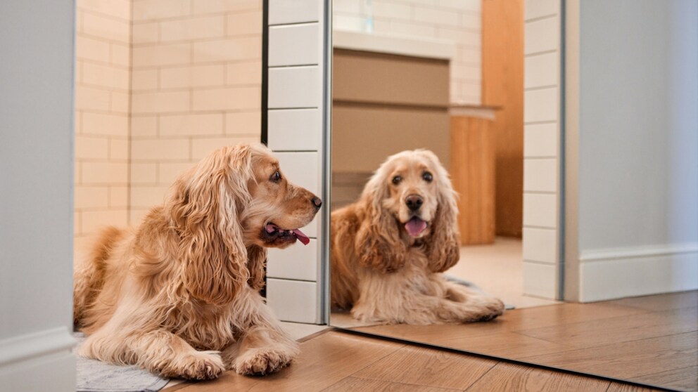 Ob Hunde sich im Spiegel erkennen können, untersucht der sogenannte Spiegeltest