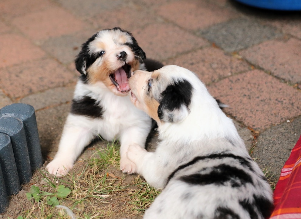 Zwei Australian Shepherd Welpen