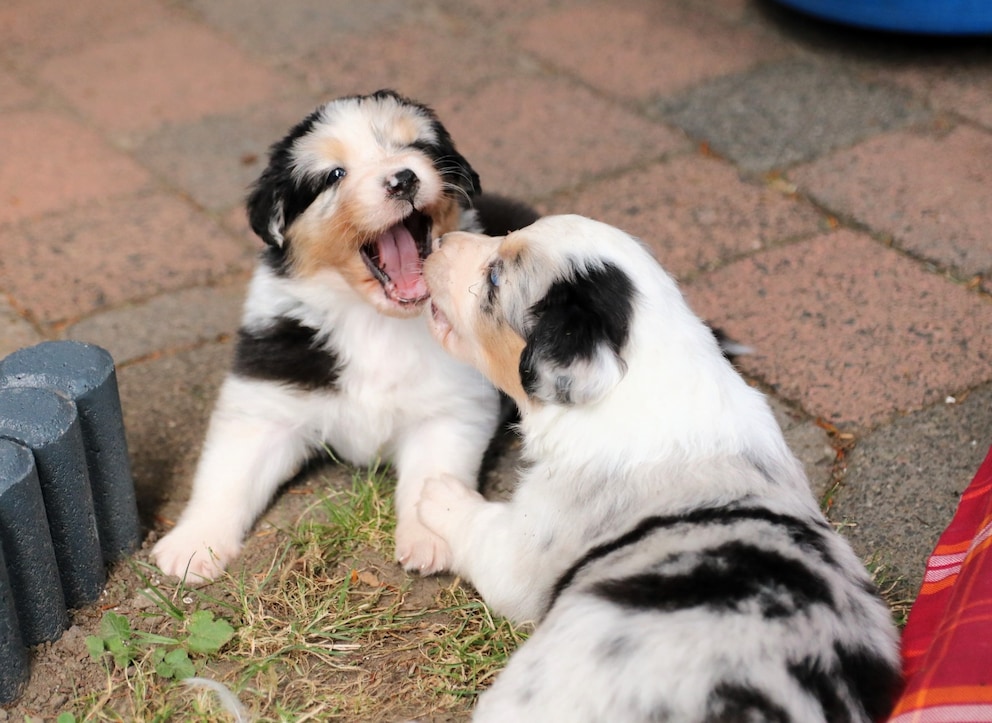 Two Australian Shepherd puppies