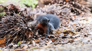 Prevost's squirrel in rainforest at Tambunan.