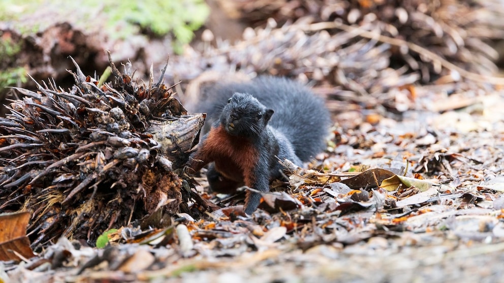 Prevost's squirrel in rainforest at Tambunan.
