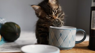 Nicht jeder Tee ist für Hunde und Katzen geeignet