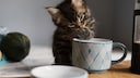 Nicht jeder Tee ist f&uuml;r Hunde und Katzen geeignet