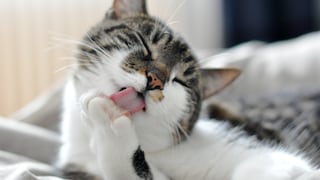 Schuppen im Katzenfell sind oft harmlos, können aber auch auf Milben, Hautpilz oder gesundheitliche Probleme hinweisen