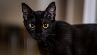 Rund um Halloween warnen Tierschützer jedes Jahr vor Gefahren für Katzen, die draußen unterwegs sind