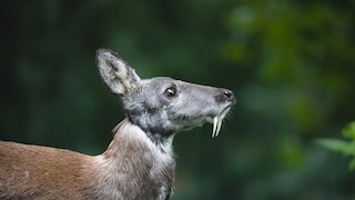 Das Sibirische Moschustier trägt zwei lange Hauer im Oberkiefer, obwohl es zu den Pflanzenfressern gehört
