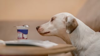 Es spricht nichts dagegen, dem Hund etwas Joghurt zu füttern. Man sollte allerdings auf die Sorte achten