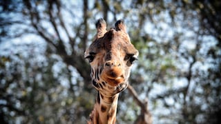 Mit einem ungewöhnlichen Urin-Test prüfen Giraffen-Bullen, ob ein Weibchen paarungsbereit ist