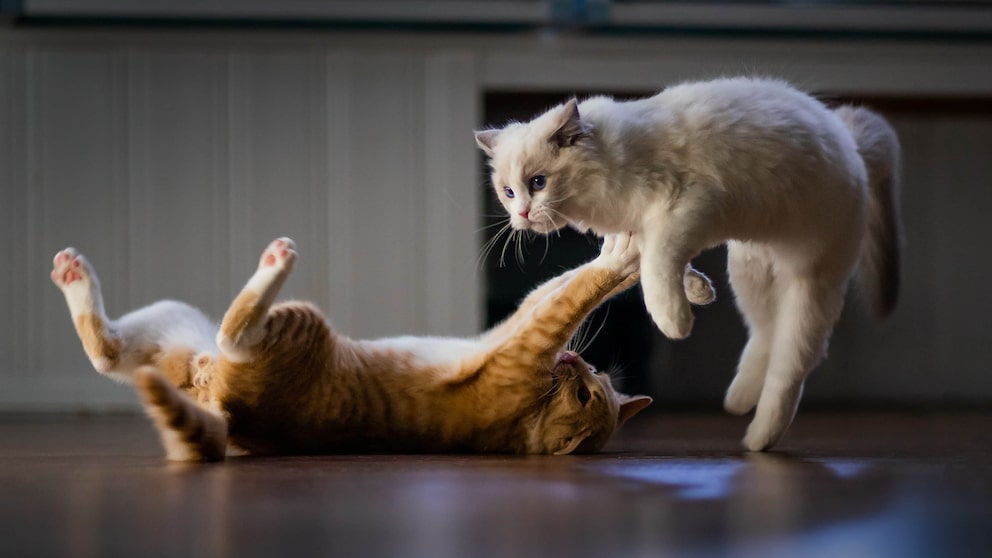 Sie können an verschiedenen Anzeichen erkennen, ob Ihre Katzen spielen oder raufen