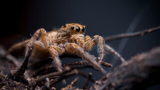 Springspinnen werden von einigen wegen ihrer großen Augen als niedlich empfunden, auch wenn eine spezielle Art sich regelmäßig an menschlichem Blut satttrinkt