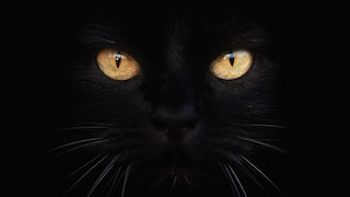 Schwarze Katze, Fledermaus und Eule gehören zu Halloween wie der Kürbis, doch die Legenden um sie sind viel älter als das Fest