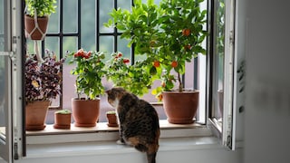 Vorsicht, viele Zimmerpflanzen sind giftig für Katzen