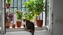Vorsicht, viele Zimmerpflanzen sind giftig f&uuml;r Katzen