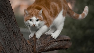 Bevor Katzen zum Sprung ansetzen, zeigen viele von ihnen ein auffälliges Wackeln mit dem Hintern