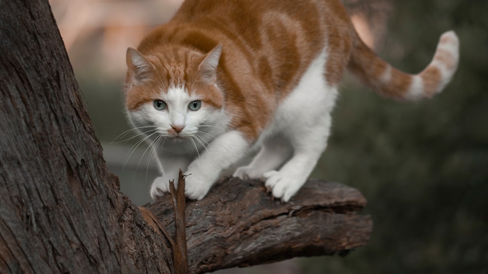 Bevor Katzen zum Sprung ansetzen, zeigen viele von ihnen ein auffälliges Wackeln mit dem Hintern